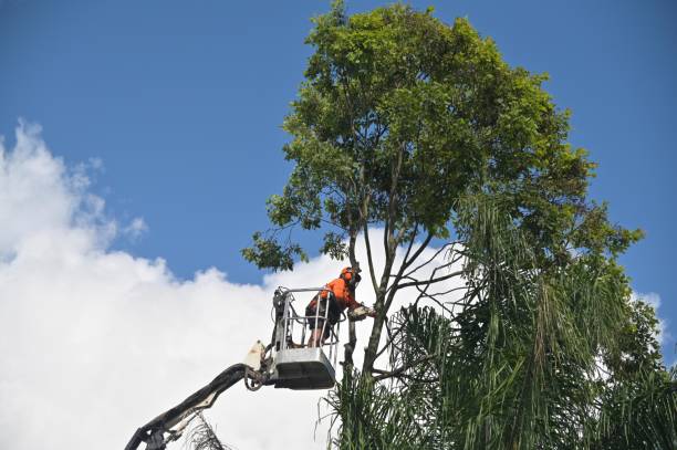 Professional Tree Care in Daleville, AL