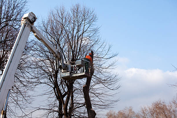 Reliable Daleville, AL Tree Care Solutions